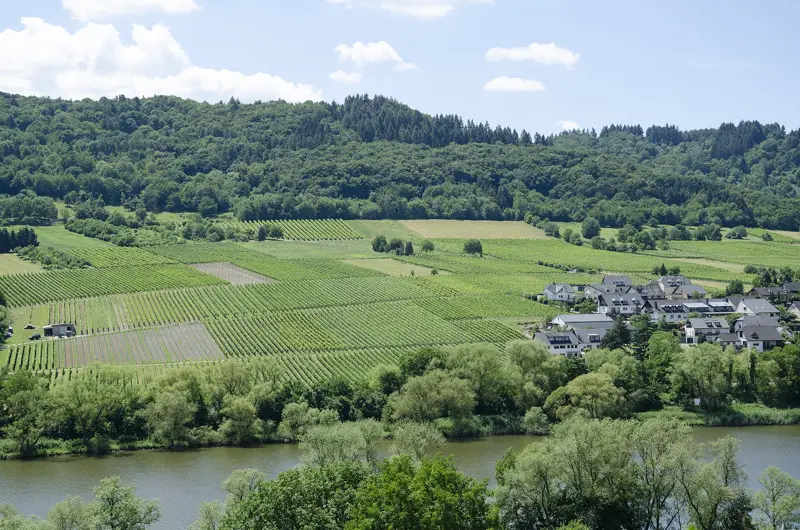 Rows of vines on a river valley slope above a village on the Mosel