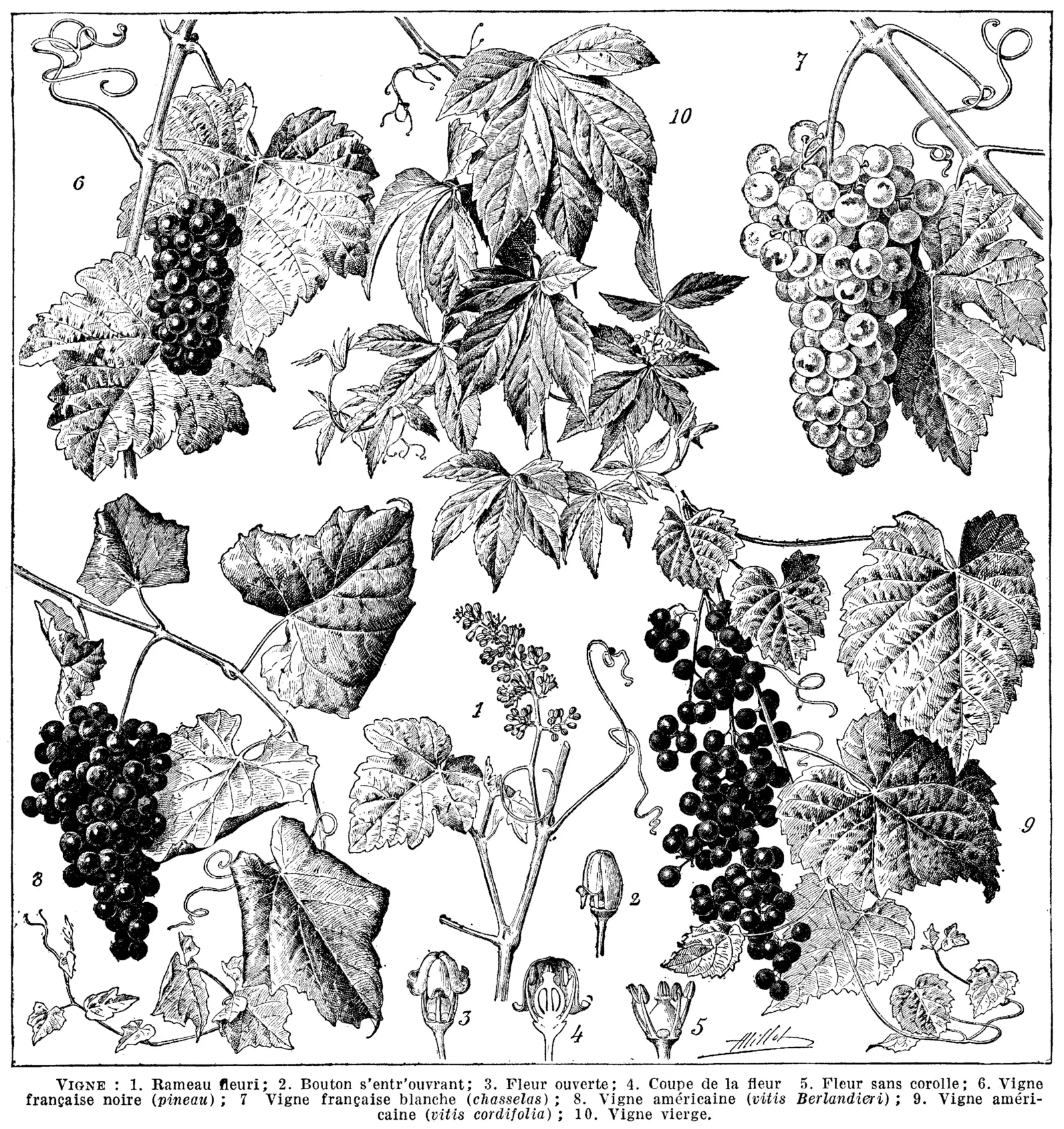 Black and white encyclopedia plate of grape vine leaves, flowers and bunches